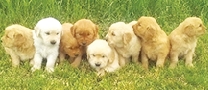 GOLDEN RETREIVER PUPPIES Born 4/27,  GOLDEN RETREIVER PUPPIES Born 4/27, Ready for new homes 6/22, AKC registered, Great family dogs, Text or leave message if no answer 406-544-6362
