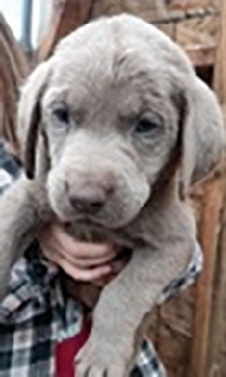 AKC SILVER LAB PUPPIES AKC,  AKC SILVER LAB PUPPIES AKC, have 1st vaccines, dewormed, dew claws removed, Neopar booster shot and wellness shot. $1100. They are ready to go! 7 weeks old.1 female and 5 males left. 208-610-0676