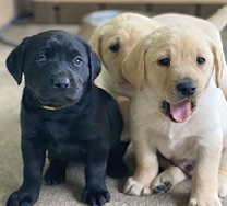 AKC LAB PUPPIES Champion bloodlines.  AKC LAB PUPPIES Champion bloodlines. Parents OFA certified elbows, hips, and eyes and 7 genetic tests clear. Current shots, deworming, and dew claws removed. 2-year health guarantee. Located in CDA- will meet halfway. Call or text Taylor 208-661-6602