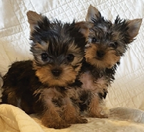 AKC YORKSHIRE TERRIERS Tiny Females,  AKC YORKSHIRE TERRIERS Tiny Females, available 6/16. Tails/dewclaws removed. 1st shots. $2,500. 970-217-4057