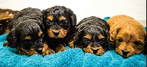 Cavapoo Puppies Ready July 12th.  Cavapoo Puppies Ready July 12th. Vet checked & up to date on shots. $1500. Rexford, MT. Allison, Call 760-845-3594