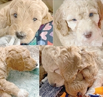 **F2B GOLDENDOODLE PUPPIES** Looking for  **F2B GOLDENDOODLE PUPPIES** Looking for Forever Homes! *62.5% Poodle & 37.5% Golden Retriever Mother (37 lbs) is 1/2 Moyen Poodle & 1/2 Golden Retriever; Father (40 lbs) is F1B (Toy Poodle in ancestry); therefore, puppies expected to be medium sized Extremely high probability of non-shedding & hypoallergenic coats Born on May 12th and ready for new families on July 7th Available: 4 females ($2200 ea) & 1 male ($2000) Rachel @ 406-399-6448