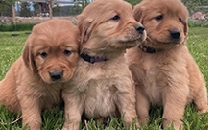 AKC PUREBRED GOLDEN RETRIEVER PUPPIES!  AKC PUREBRED GOLDEN RETRIEVER PUPPIES! Available Now! Registered Golden Retrievers Puppies! Family raised! Perfect time for summer fun! $850. Born April 20th. Call 406-491-4804 or 406-889-3182