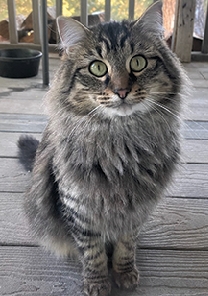 LOST KITTY Please watch around  LOST KITTY Please watch around Cemetery Rd and Hwy 93 in Kalispell for this kitty. Call us with any sighting. Do not chase. Call KittyMOM's Rescue at 406-752-4460