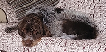 MISSING DOG - Wire-haired Griffon,  MISSING DOG - Wire-haired Griffon, Bella. North end of Willow Glen gone since 6/17/22 Call or text Deanna 406-260-0478