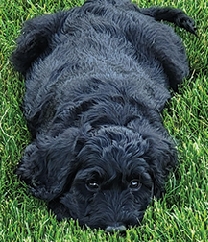 F1B Goldendoodle 8 Weeks Old,  F1B Goldendoodle 8 Weeks Old, Hypoallergenic, Vet Checked, Vaccinated, Family Raised. 1 Black Female Available. Parents on-site, Very Cuddly and Cute. $1100. 406-212-8701