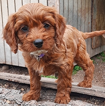 Cavapoo Puppies Make great companions!.  Cavapoo Puppies Make great companions!. Very well associated with children. Up to date on shots & wormer, ready to go. Polson Call 989-339-1069