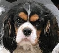 CAVALIER KING CHARLES SPANIEL 16  CAVALIER KING CHARLES SPANIEL 16 Month old neutered male. Smart, loving, and playful. For more info please call. 406-407-3878