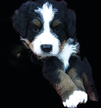 BERNESE MOUNTAIN DOG PUPPIES Pups  BERNESE MOUNTAIN DOG PUPPIES Pups will be ready to go 1st week of August. Declaws done, dewormed and vaccinated, AKC papers international breeding. 406-465-2301 bernesemountaindogs.com