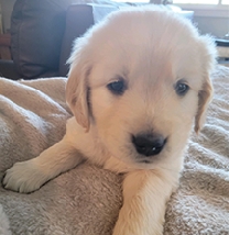 Go For The Gold Golden  Go For The Gold Golden Retrievers Ready to go on the 16th of August, 1st shots & dewormed. OFA checked. Show quality! There were 7 pups but only 3 left, So Hurry! Please call: 406-317-2721