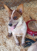 Red & Blue Female Heeler  Red & Blue Female Heeler Puppies 16 Weeks old, from working parents. $500.00. Call Wes (H) 406-726-3396 or (C) 406-493-2851. Leave a message.