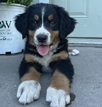 BERNESE MOUNTAIN DOG Purebred Bernese  BERNESE MOUNTAIN DOG Purebred Bernese Females ready for homes! Come with AKC papers to register. Limited Registration Only. Microchipped, 1st shots, vet health checked, dewormed at 6+8 weeks. Willing to negotiate, call or text for more info or to discuss. Megan (406)531-2293