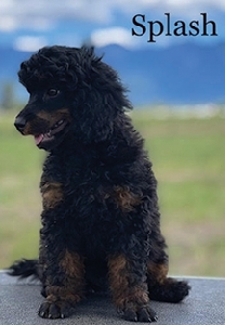AKC Mini Black Phantom Male  AKC Mini Black Phantom Male Poodles 2 males, 14 weeks old, up to date on shots, Great temperament, raised with children $1000 OBO (406) 544-4898