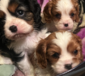 CAVALIER KING CHARLES <br>Grand CH  CAVALIER KING CHARLES  Grand CH sired, health testing done. Will be vet checked and up to date on immunizations. Sweet, Loving and playful. Will be ready for their forever homes Dec. 19.  $3000,00   406-407-3878