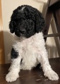 AKC STANDARD PARTI POODLES <br>Beautiful  AKC STANDARD PARTI POODLES  Beautiful 6 wk old AKC Standard Parti Poodles, Genetically tested clear Parents. Well socialized with children and other dogs. Visit my FB group for more info and pictures @ "Bougiedoodles"    406-253-1137