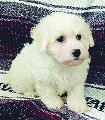 Bichon Puppies $1,500 Females available  Bichon Puppies $1,500 Females available Registered, vet checked and vaccinated. For more info, Call 406-291-7723