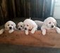 JOE TROYER PUPPIES <br>White Lab  JOE TROYER PUPPIES  White Lab pups AKC OFA Hips N eyes guaranteed. 1rst shots, wormed N dew clawed. Both parents have blocky heads N have awesome personalities. Parents are family pets that are gentile N good with children. Ready for your loving home 7-22-22  No Sunday calls $1000.00 each Please call.   406-366-3930