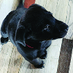 Labrador Retriever X Puppies 5  Labrador Retriever X Puppies 5 Black Males, 14 weeks old, will have 2nd shots, $150 Chadron 406-539-9419