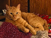 Missing Our precious indoor cat  Missing Our precious indoor cat got out March 18th. He has never been out in a place without walls. He is very shy and now very scared. He is a Male Orange Cat, 6 years old. Lost in the Idaho Ave/Pioneer park area. If seen alive or dead please call. 406-334-3925 or 406-293-2292 40