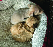 Micro Chihuahua Puppy 1 Male,  Micro Chihuahua Puppy 1 Male, 6 weeks old, ready in 2 weeks. $400 406-212-5097