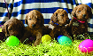 F1B Goldendoodle Puppies - Apricots  F1B Goldendoodle Puppies - Apricots - Dark Reds Born 2/24/23, ready for new homes April 251st. Call for photos, ask for Sara Ann 406-745-4395 (Polson)