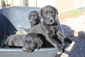 Diamond D Kennels-Labradors West -  Diamond D Kennels-Labradors West - Three incredible 9 week old AKC black lab pups. Two females & 1 male. These pups are extremely intelligent, lots of personality, excellent conformation as well as hunting/companion. Family raised, well socialized. Pups are introduced to dummies, wings, & water. Owner, Dr. Doug, a retired veterinarian, has an excellent health guarantee including hips & eyes, offers free advice and training tips for the life of your dog, as well as 1st shots, dewclaws removed and a free puppy training kit.  We stand behind our dogs 100%.  See pups @ www.labradorswest.com Email: www.labradorswest@hotmail.com Call 406-965-0022  
