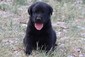 LABRADORS WEST-DIAMOND D KENNELS <br>AKC  LABRADORS WEST-DIAMOND D KENNELS  AKC Black & Yellow Lab puppies - Diamond D Kennels -Top quality. We breed for intelligence, personality & conformation as well as hunting/companion. Family raised, well socialized.  Owner, Dr. Doug, DVM, offers a comprehensive health guarantee, including hips & eyes. www.labradorswest.com 406-965-0022   www.labradorswest@hotmail.com