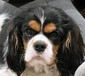 CAVALIER KING CHARLES SPANIEL <br>16  CAVALIER KING CHARLES SPANIEL  16 Month old neutered male. Smart, loving, and playful. For more info please call.   4064073878