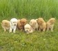 GOLDEN RETREIVER PUPPIES <br>Born 4/27,  GOLDEN RETREIVER PUPPIES  Born 4/27, Ready for new homes 6/22, AKC registered, Great family dogs, Text or leave message if no answer   406-544-6362